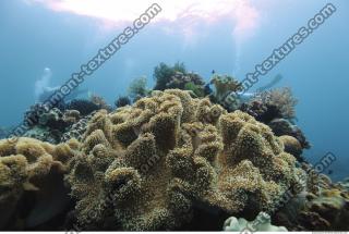 Corals 0047